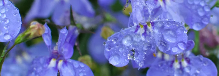 Blaue Lobelienblüten mit Regentropfen